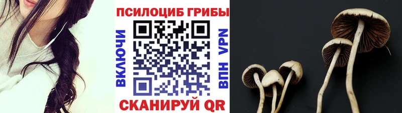 OMG вход  Салаир  Псилоцибиновые грибы Cubensis 